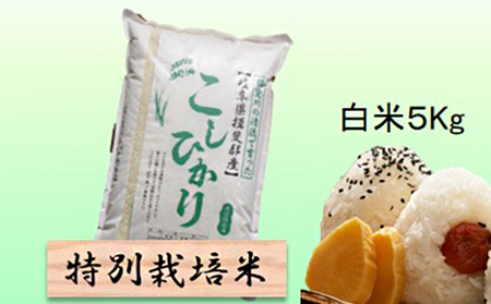 特別栽培米★白米5kg [コシヒカリ] 玄米は別に出品 お米 ブランド米 銘柄米 精米 ご飯 おにぎり お米の王様 バランス