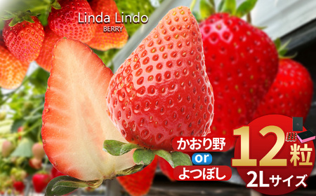 Linda Lindo BERRY 2Lサイズ 12粒 | いちご かおり野 よつぼし