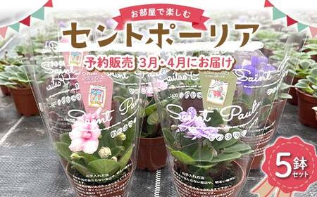 お部屋で楽しむセントポーリア5鉢セット（予約販売 2026年3月・4月にお届け） 花 はな 栽培 インテリア 岐阜県 坂祝町 さかほぎ F6M-295