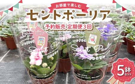お部屋で楽しむセントポーリア5鉢セット(予約販売 定期便3回 2025年11月スタート) 花 はな 栽培 インテリア 岐阜県 坂祝町 さかほぎ F6M-296
