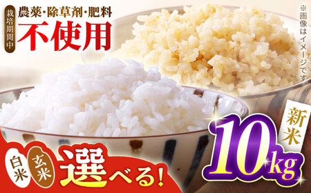 yNzV Iׂ锒or ΂ 10kg 쒬 / ΂_[AWCB002]