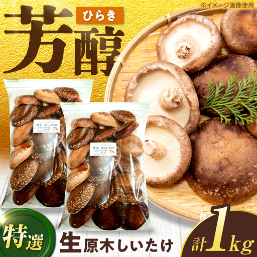生しいたけ ひらき 1kg / 清水しいたけ園[AWAY006]生しいたけ