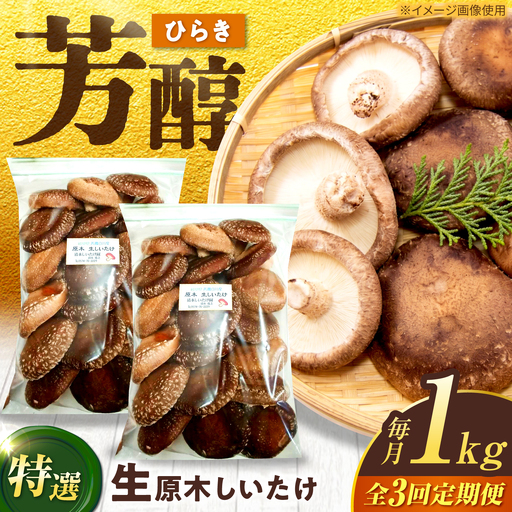 [3回定期便]生しいたけ ひらき 1kg / 清水しいたけ園[AWAY008]シイタケ
