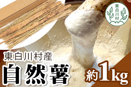 [2024年12月発送]東白川村産 自然薯1kg じねんじょ15000円