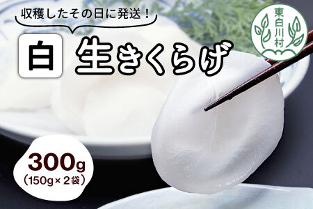 希少!杜の宝石 東白川村産 白い生きくらげ 300g 純国産 きのこ 生きくらげ きくらげ 10000円 一万円