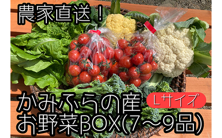 [2025年9月中旬頃から発送]農家直送!ミニトマト500g入り!かみふらの秋の味覚ボックスL(7〜9品入り) 野菜 セット 詰合せ JGAP認証農場