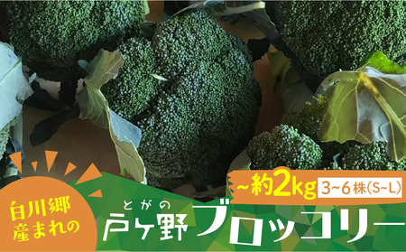 R7年産 先行予約 朝採れ 戸ヶ野ブロッコリー 3〜6株 10月下旬〜発送開始 5000円 [S737]