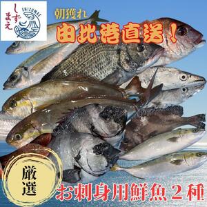 しずまえ!お刺身用鮮魚ボックス(厳選2種入り)