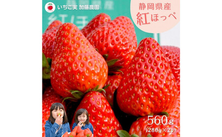 [2026年出荷の先行予約]静岡県産いちご 紅ほっぺ 280g×2パック(1パック12〜15粒) 冷蔵配送[配送不可:北海道・沖縄・離島] 苺 フルーツ◇
