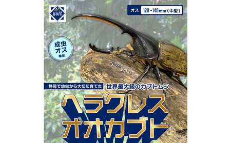 ヘラクレスオオカブト中型オス（120-140mm）【配送不可：北海道・沖縄・離島（一部除く】