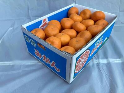 [2025年12月下旬〜2月上旬発送]甘い青島みかん5kg 静岡県より産地直送◇