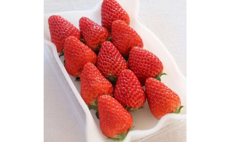 Sランク★静岡県産いちご 紅ほっぺ250ｇ×2パック(1パック約250ｇ 8～14粒）【北海道・沖縄・離島 配送不可】