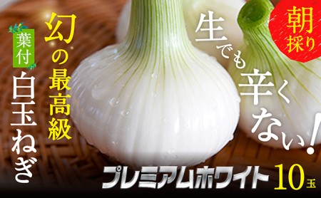 浜松篠原産[葉付新白玉ねぎ]プレミアムホワイト10玉[A級品L玉] 野菜 たまねぎ タマネギ
