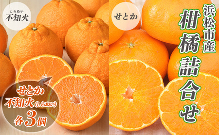 [2027年2月より順次発送] 後藤みかん農園 柑橘詰合せ (せとか・不知火 各3個)ハウス栽培 果物 くだもの 旬のフルーツ 旬の果物 季節のフルーツ 季節の果物 柑橘 柑橘類 静岡 浜松市