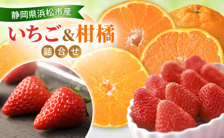 [2026年2月発送] いちご(紅ほっぺ・きらぴ香)&柑橘(せとか・不知火)詰合せ 紅ほっぺ・きらぴ香(各1パック) せとか4個 不知火4個 しらぬい デコ 苺 ミカン[配送不可:離島] 静岡 浜松市