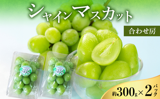 [2026年8月より順次発送] シャインマスカット 約300g×2パック(計約600g) 合わせ房 若手農家応援 ぶどう ブドウ マスカット 果物 くだもの 旬のフルーツ 旬の果物 季節のフルーツ 季節の果物 静岡 浜松市
