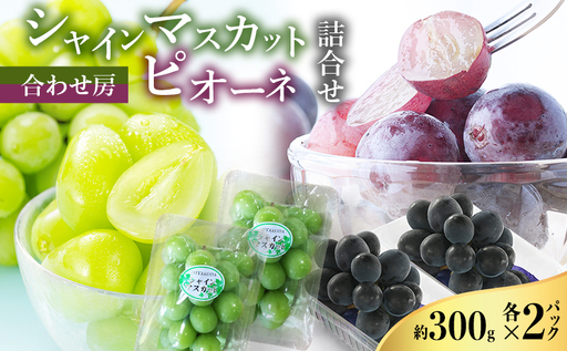 [2026年8月より順次発送] シャインマスカット・ピオーネ詰合せ 約300g×各2パック(計約1200g)合わせ房 若手農家応援 ぶどう ブドウ マスカット 果物 くだもの 旬の果物 季節のフルーツ 静岡 浜松市