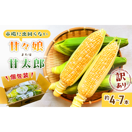 訳あり とうもろこし 先行予約 甘々娘 または 甘太郎 約4本〜7本 家庭用 テルもろこし 先端カット済 個包装 レンジ調理 レンチン 旬 冷蔵配送 6月下旬頃より順次発送 静岡 浜松市[配送不可:離島]