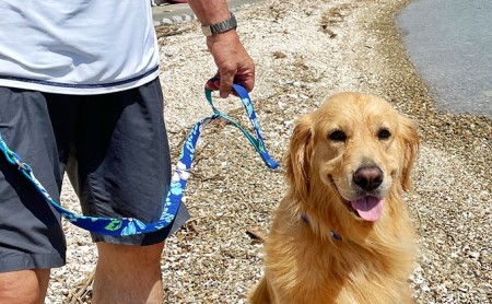 [大型犬用・Lサイズ] ハーフチョークカラーとリードのセット( アロハブルー) 雑貨 日用品 ペット用品