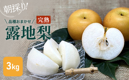 [8月下旬より順次配送]朝採り!品種おまかせ完熟露地梨3kg[配送不可:離島] ナシ 果物 フルーツ