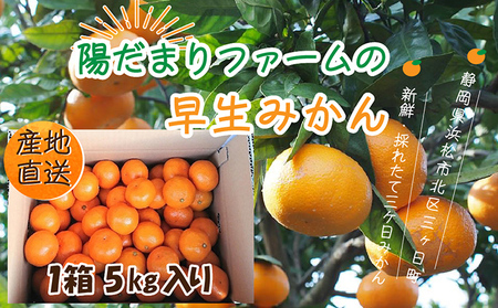 先行予約【2025年11月中旬より順次発送】陽だまりファームの早生 三ヶ日 みかん 5kg 1箱 果物 柑橘 フルーツ 甘い 酸味 コク 三ヶ日町 