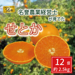 せとか 12個 約 2.5 kg [ はら みかん 農園 ] 柑橘 オレンジ 沼津 静岡 フルーツ 直送