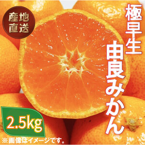 極早生 由良 みかん 2.5kg 産地直送 柑橘 訳あり フルーツ 果物 蜜柑 オレンジ ご家庭用 ( )