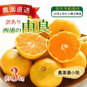 訳あり 由良 みかん 3kg 西浦 蜜柑 柑橘 オレンジ ( 数量限定 みかん 果物 みかん フルーツ みかん 柑橘 みかん 国産 )