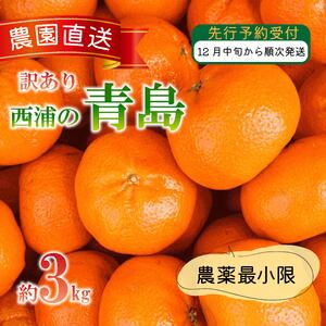 訳あり みかん 青島 3kg 西浦 蜜柑 柑橘 オレンジ 木負観光みかん園 ( 数量限定 みかん 果物 みかん フルーツ みかん 柑橘 みかん 国産 )