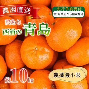 訳あり みかん 青島 10kg 西浦 蜜柑 柑橘 オレンジ 木負観光みかん園 ( 数量限定 みかん 果物 みかん フルーツ みかん 柑橘 みかん 国産 )