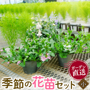 季節 の 花苗 セット ガーデニング 小 寄せ植え 季節 お花 贈り物 フラワー ギフト 庭園 プランター シーズン おすすめ オススメ 駿河 ガーデン