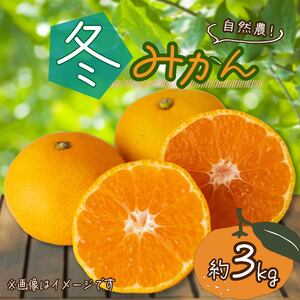 訳あり みかん 約3kg 冬みかん 西浦 青島 寿太郎