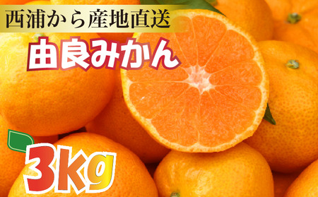 [産地直送][予約受付]みかん 由良みかん 約 3kg [ 沼津 西浦 で たくさん の太陽と海風に育まれた みかん をお届け ] 数量限定 柑橘 フルーツ 西浦 沼津 蜜柑 ミカン ミカン ミカン ミカン