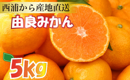 【産地直送】【予約受付】みかん 由良みかん 約 5kg 【 沼津 西浦 で たくさん の太陽と海風に育まれた みかん をお届け 】 数量限定 柑橘 フルーツ 西浦 沼津 蜜柑 ﾐｶﾝ ﾐｶﾝ ﾐｶﾝ ﾐｶﾝ
