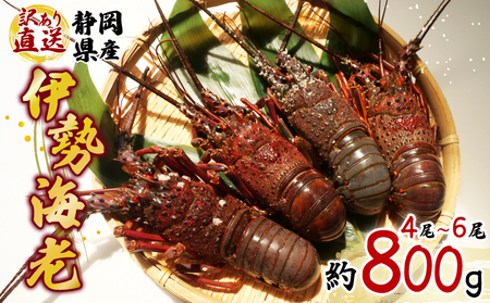 �y �󂠂� �z �ɐ��C�V 4�� �` 6�� �� �v800g ���� �ɐ��C�V