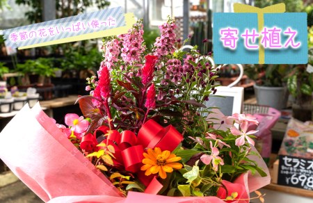 【価格改定予定】花苗 寄せ植え 季節の花 ギフト 8-9点 ガーデニング