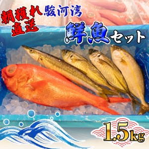 天然 旬のお魚 鮮魚セット 1.5kg 鮮魚ボックス 程度 沼津港 朝獲れ直送