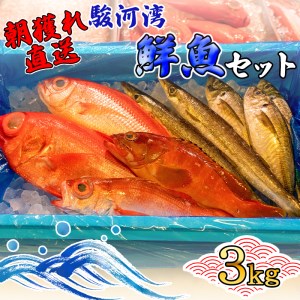 [価格改定予定]旬 鮮魚 セット 3kg 朝獲れ 沼津 駿河湾 金目鯛 鯵