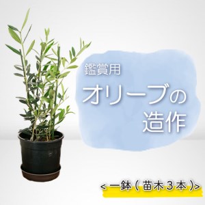 [価格改定予定]オリーブ 苗木 オリーブの木 一鉢 苗木3本 植物 鉢植え インテリア