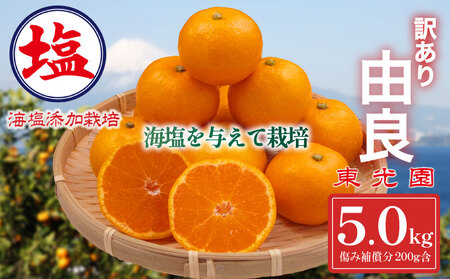 予約受付 訳あり みかん 由良 ( みかん 計 5kg 以上 みかん 傷み補償分200g付き みかん 蜜柑 みかん 柑橘 みかん オレンジ みかん 沼津 みかん 静岡 みかん 東公園 みかん 西浦 みかん 温州 みかん )
