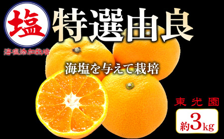 特撰 由良 みかん 海塩を与えて栽培 予約受付 10月下旬 順次発送 みかん 由良 計 3kg 傷み補償分 200g含 蜜柑 柑橘 オレンジ 果物 フルーツ 沼津市 静岡県