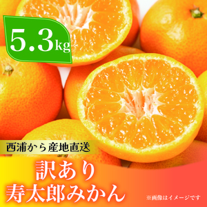 訳あり 寿太郎みかん 約5.3kg フルーツ 蜜柑 柑橘 オレンジ 果物 ( 数量限定 みかん 果物 みかん フルーツ みかん 柑橘 みかん 国産 )