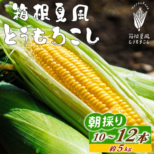 6/10から順次配送! 朝採れ とうもろこし 10~12本 箱根夏風 とうもろこし