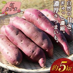 [予約受付中]三島甘藷 約5kg 紅あずま さつまいも 産地直送 野菜 冬野菜 焼き芋 芋