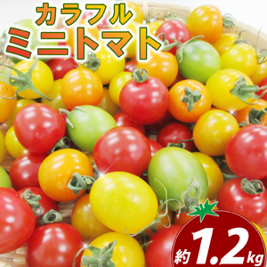 カクテルプティ 約1.2kg ミニトマト カラフルミニトマト