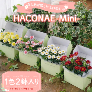 HACONAE Mini マーガレット お花 プレゼント 贈答用 お祝い ギフト 箱根洋ラン園 静岡県 三島市