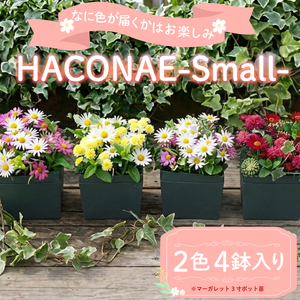 HACONAE Smallサイズ マーガレット お花 プレゼント 贈答用 お祝い ギフト 箱根洋ラン園 静岡県 三島市