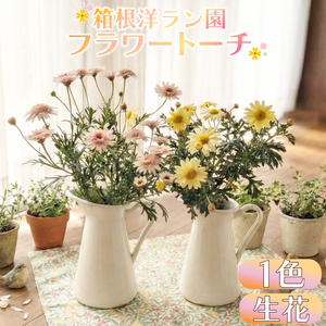 フラワートーチ mini サイズ マーガレット お花 プレゼント 贈答用 お祝い ギフト 箱根洋ラン園 静岡県 三島市