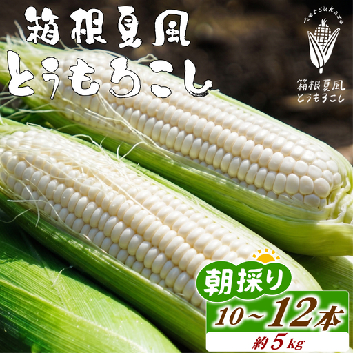 [ 先行予約 7月上旬〜順次発送] 箱根夏風 とうもろこし ホワイト 10本〜12本 約5kg スイートコーン 三島市 静岡県