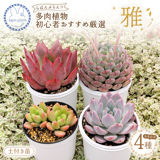 多肉植物[雅]らぱんぷらんつ 初心者さんおすすめ厳選4種 土付き苗 多肉